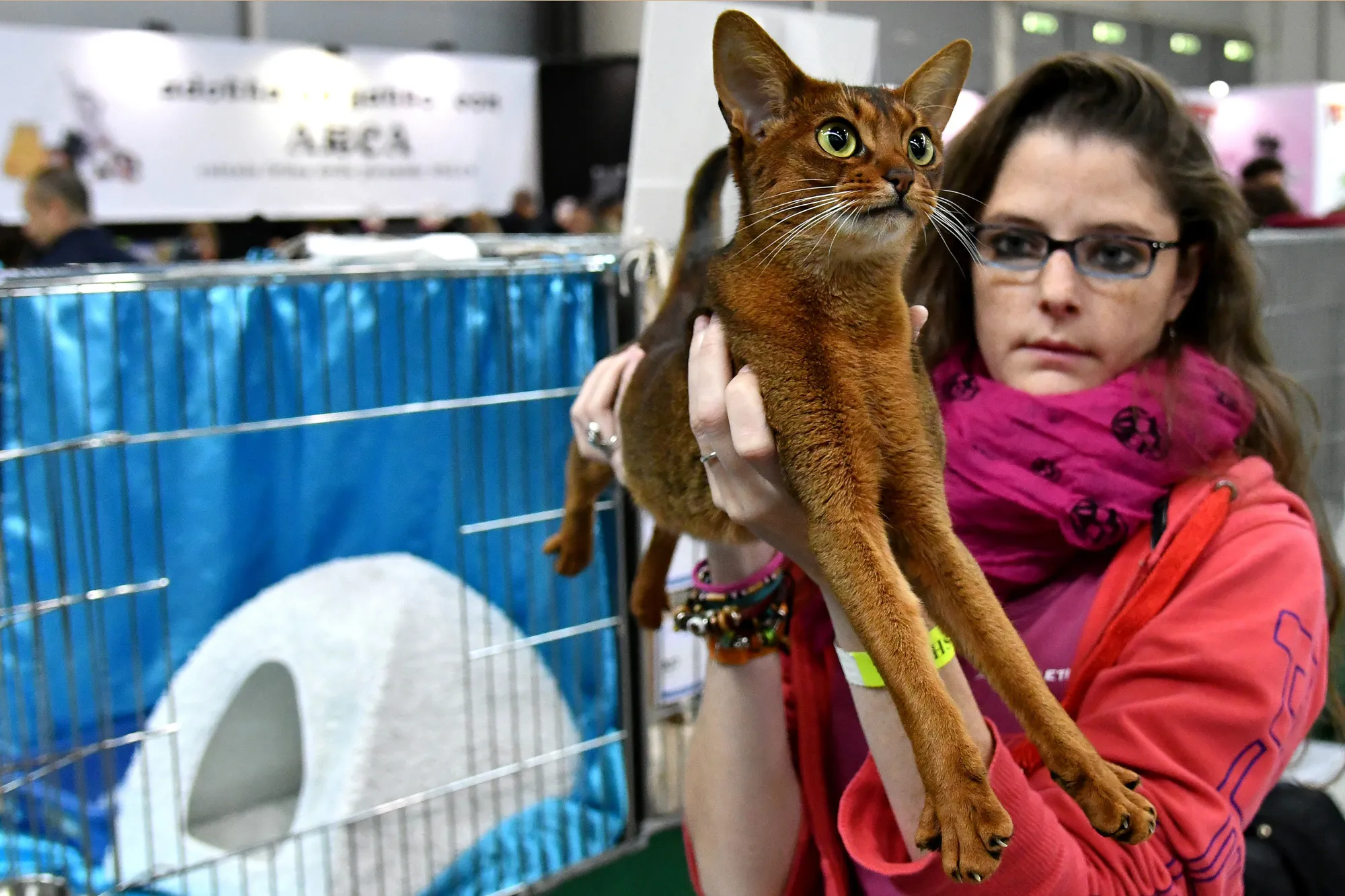 Как в странах зовут кошек. Выставка кошек. Выставка котов. Выставка абиссинских кошек. Абиссинец на выставке.