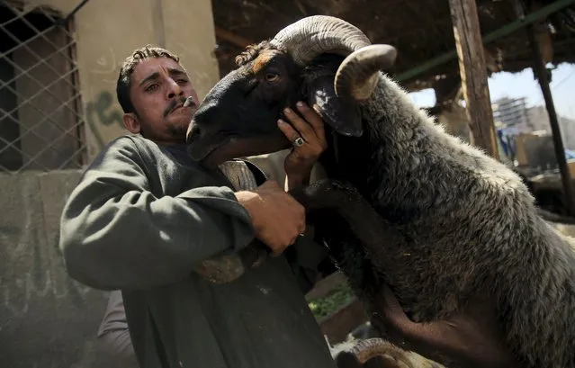 A vendor carries sheep at an old cattle market named “Al Emam Market” ahead of the Muslim sacrificial festival Eid al-Adha in Cairo, Egypt, September 19, 2015. (Photo by Amr Abdallah Dalsh/Reuters)