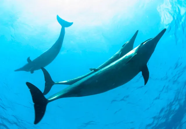 This undated handout file photo shows spinner dolphins in the Northwestern Hawaii Islands. US federal officials are seeking a ban on swimming with Hawaii's spinner dolphins, saying the encounters popular with tourists are harming the nocturnal creatures' sleeping habits. (Photo by James Watt/AFP Photo/NOAA)