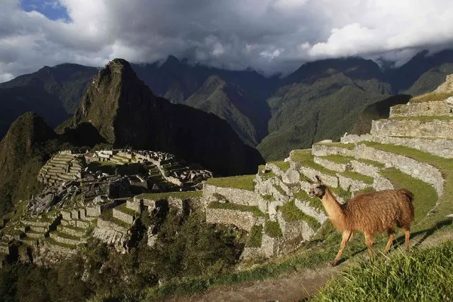 A llama is seen near the Inca citadel of Machu Picchu in Cusco December 2, 2014. Machu Picchu, a UNESCO World Heritage Site, is Peru's top tourist attraction, with the government limiting tourists to 2,500 per day due to safety reasons and concerns over the preservation of the ruins. (Photo by Enrique Castro-Mendivil/Reuters)