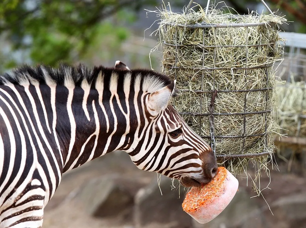 Taronga Zoo Animals Beat the Heat with Cold Treats