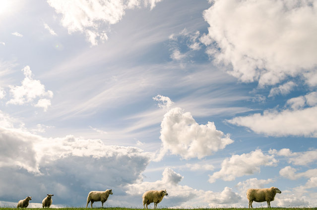Sheep stand on a dyke as clouds cover the sky over Tossens, northern Germany, on September 2, 2019. (Photo by Mohssen Assanimoghaddam/dpa/AFP Photo)