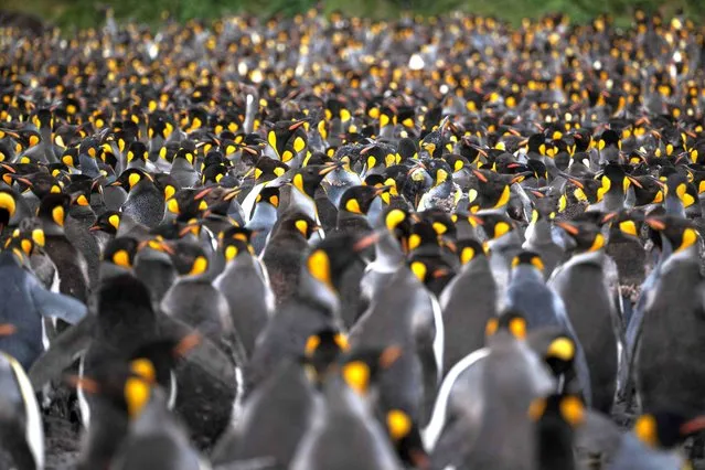 Thousands of penguins (Manchots Royaux) are pictured on December 21, 2022 on the Desolation Island, part of the Crozet Islands which are a sub-Antarctic archipelago of small islands in the southern Indian Ocean. They form one of the five administrative districts of the French Southern and Antarctic Lands. The Crozet Islands are home to four species of penguins. Most abundant are the macaroni penguin, of which some 2 million pairs breed on the islands, and the king penguin, home to 700,000 breeding pairs; half the world's population. Mammals living on the Crozet Islands include fur seals and southern elephant seals. Killer whales have been observed preying upon the seals. (Photo by Patrick Hertzog/AFP Photo)