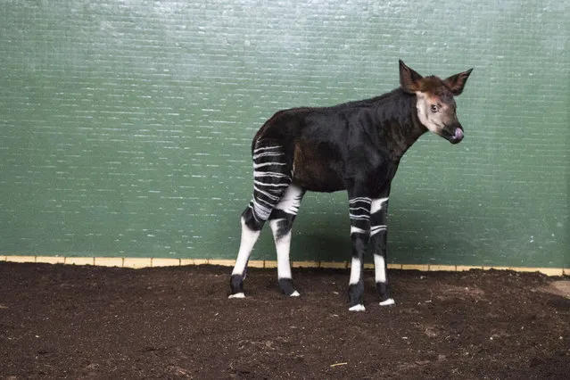 Endangered okapi born at ZSL London Zoo Zookeepers have named the newest arrival at ZSL London Zoo Meghan, after Meghan Markle, Prince Harry’s fiancée - in celebration of this year’s forthcoming royal wedding .Zookeeper Gemma Metcalf said: “A new birth is always cause for celebration, but Meghan’s important arrival is also a great opportunity to draw attention to the okapi, which is an extremely endangered species”. (Photo by Camera Press/ED/Picturedesk.com) 