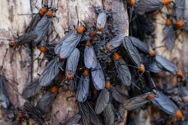 In this photo taken on July 3, 2025, lovebugs crawl over a wooden post on the peak of Gyeyangsan Mountain in Incheon, west of Seoul. K-pop's BTS are grossed out by them. A YouTuber ate them. Hikers plough through them: South Korea is dealing with a “lovebug” invasion that experts say highlights worsening climate change. (Photo by Anthony Wallace/AFP Photo)