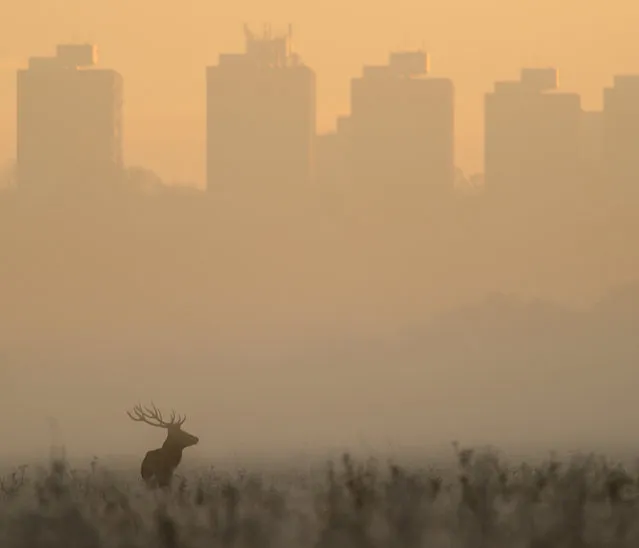 J) Highly commended – Richard Fisher. Story: I had rented a camera for the weekend to photograph a friend's wedding, and so had planned to get my moneys worth by visiting Richmond Park that Sunday morning long before knowing what the weather conditions were likely to be. I traveled with a friend and luck was on our side. We were treated with tall frozen grass and dense fog that lit up golden as the sun rose in to a cloudless sky. As a herd of red deer made they way into a wooded area this stag and two females hung back for a few minutes. Richmond Park is large enough to compose shots that hide any trace of human presence, however this is my favourite shot of the morning: the stag stood facing into the sun mirrored in the tower blocks on the distant hill, their television antennae mirroring his antlers.