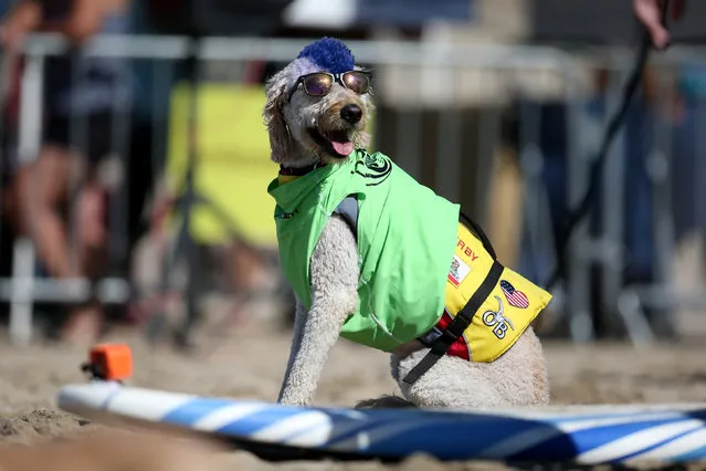 A dog prepares to compete in the Surf City Surf Dog competition in Huntington Beach, California, U.S., September 25, 2016. (Photo by Lucy Nicholson/Reuters)