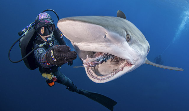 These amazing photos show sharks being fed by brave divers. Taken in Florida, USA, the sharks can be seen swooping in to grab the free meal. Ken Kiefer, from Florida, USA, took the photos while on a diving trip in July 2025. (Photo by Caters News Agency)