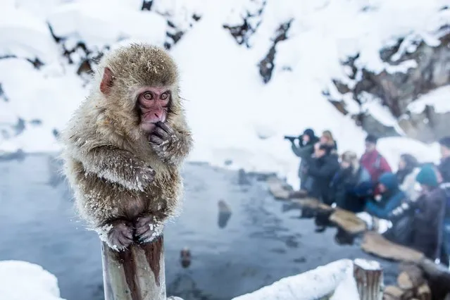 A young macaque perches on a pole, observing nearby tourists while eating some seeds in Jigokudani Yaen-koen wild macaque monkey park on February 16, 2015 in Yamanouchi, Nagano, Japan. (Photo by Manuel Romaris/Getty Images)