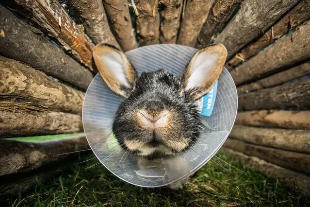 A rabbit wearing a ruff in a garden in Frankfurt am Main, Germany, 25 September 2016. Due to an eye injury, the rabbit wears a ruff in order to prevent it from scratching its eyes. (Photo by Frank Rumpenhorst/EPA)