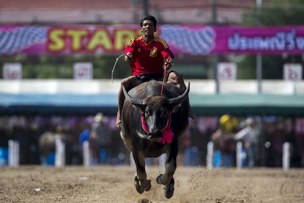 Buffalo Races in Thailand