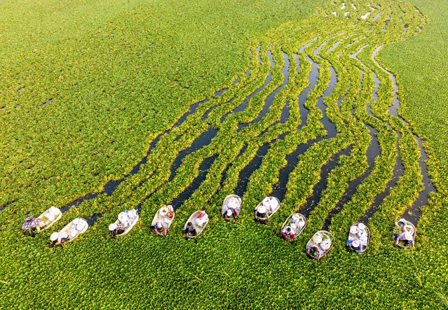 Aerial view of villagers rowing water chestnut buckets to harvest water chestnuts at a planting base on August 6, 2025 in Taizhou, Jiangsu Province of China. (Photo by Tang Dehong/VCG via Getty Images)