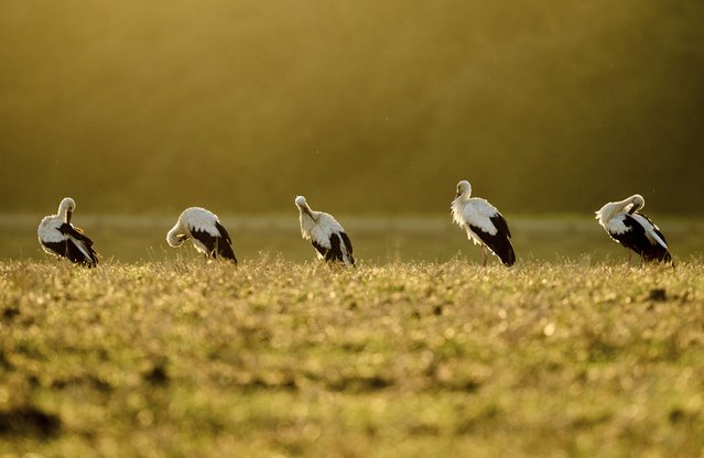 Storks stand on a field on the outskirts of Frankfurt, Germany, early Monday, August 18, 2025. (Photo by Michael Probst/AP Photo)