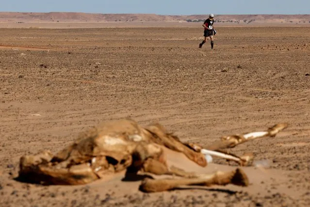 A runner of the XXIII edition of the Sahara Marathon passes near a dead camel, in Tindouf, Algeria on February 28, 2023. (Photo by Borja Suarez/Reuters)