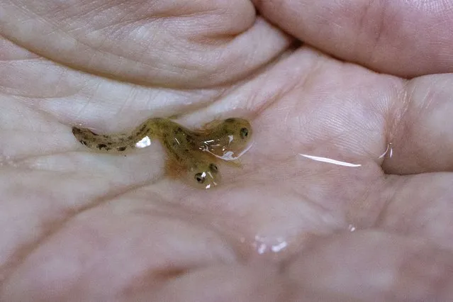A picture taken on December 9, 2014 show a one-week-old two-headed salamander tadpole discovered by the Community Ecology Lab of the University of Haifa in Israel. (Photo by Jack Guez/AFP Photo)