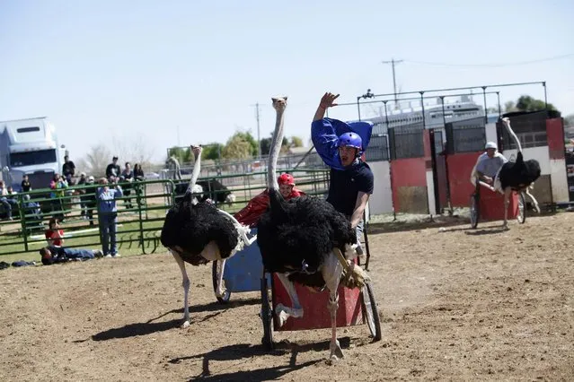 Dustin Murley raises his hand as he races his ostrich during the annual Ostrich Festival in Chandler, Arizona March 10, 2013. (Photo by Joshua Lott/Reuters)