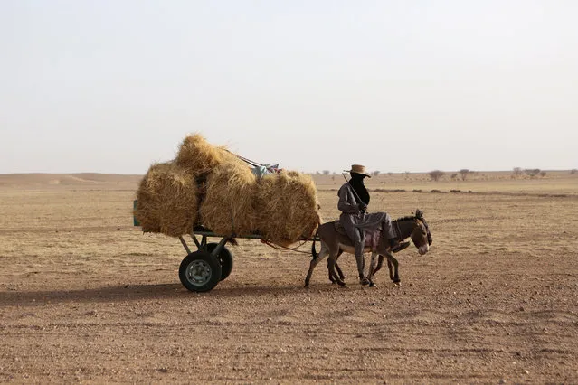 A farmer rides a donkey cart with hay on the back outside Agadez, Niger, May 9, 2016. (Photo by Joe Penney/Reuters)