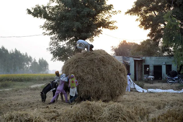 Indian villagers hold onto an overloaded horse cart while a worker presses the paddy stubble used as fuel and mixed into cattle feed at a village near Jalandhar on October 14, 2016. (Photo by Shammi Mehra/AFP Photo)