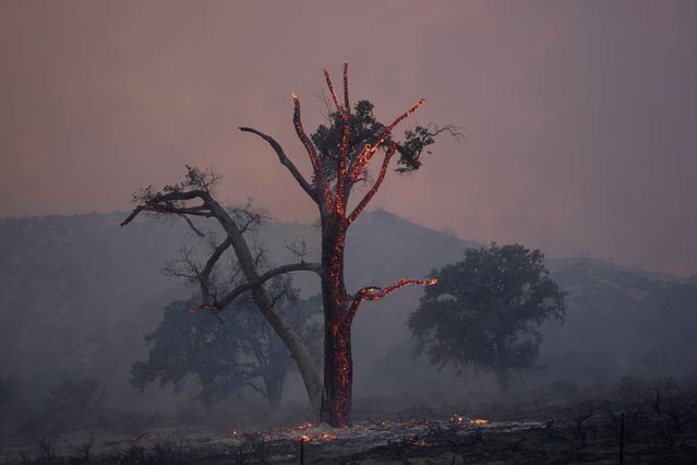 A tree continues to burn after the Post Fire swept through Saturday, June 15, 2024, in Lebec, Calif. (Photo by Marcio Jose Sanchez/AP Photo)