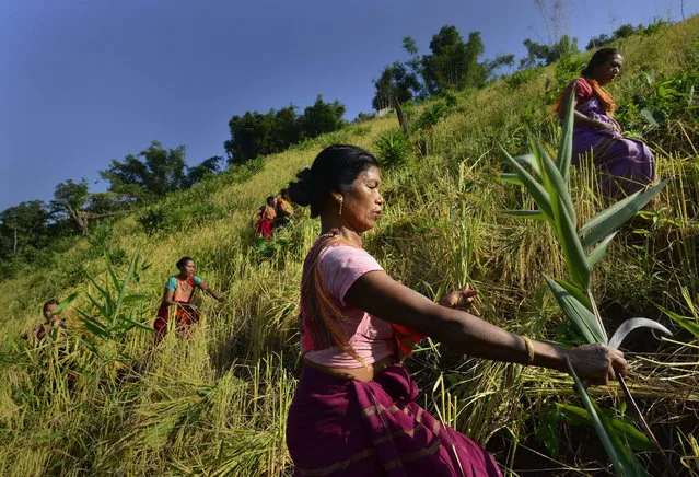 A picture made available on 15 November 2015 shows Tiwa tribal women harvesting paddy in a Jhum field in the remote Karbi Anglong district of Assam State, India, 13 November 2015. Tiwa is a major tribe of Assam state who practice Jhum or shifting cultivation for their living in the hills. Harvesting season has started in the Jhum fields which will continue till December. (Photo by EPA/Stringer)