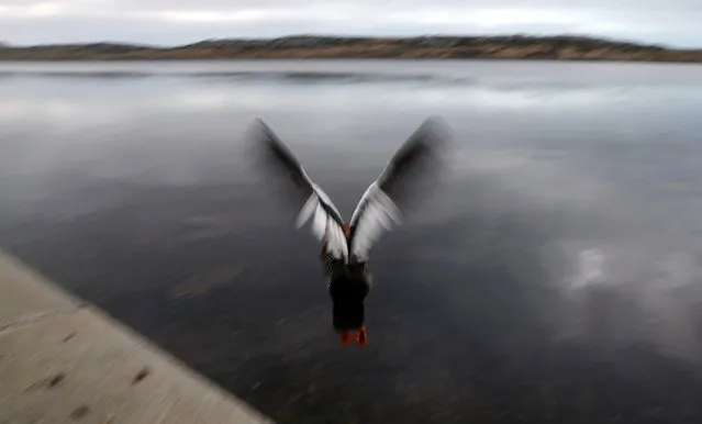 A goose flies away from the shore of Port Stanley, Falkland Islands, May 17, 2018. (Photo by Marcos Brindicci/Reuters)