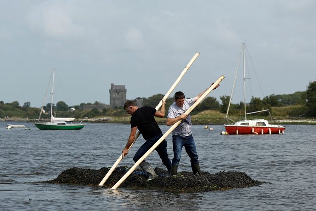 A team of seaweed racers pushes their three tonne seaweed bundles tied together, known as “Climin”, with a long pole in the sea during an annual seaweed race at the Cruinniu na mBad (gathering of the boats) regatta in Kinvara, Ireland on August 18, 2024. (Photo by Clodagh Kilcoyne/Reuters)