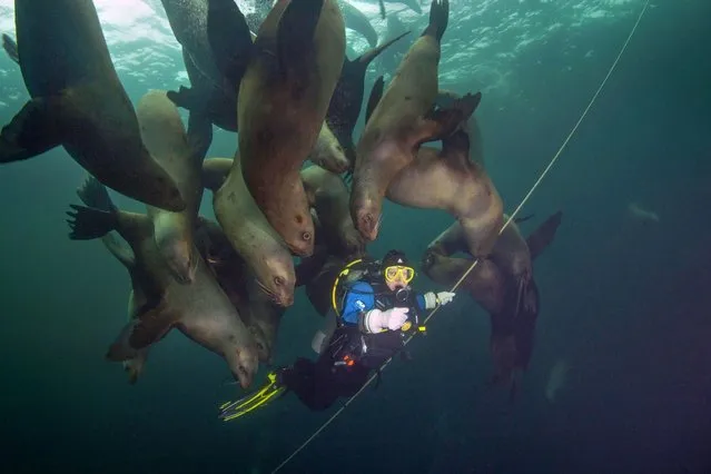 A colony of sea lions gatecrashed a scuba divers holiday snaps Snapped in waters off Vancouver Island, Canada, on June 21, 2013, by part-time photographer Marc Damant, the mammals gave their SEAL of approval for the photo as they snuck up on Marc's wife Angela. (Photo by Marc Damant/Caters News Agency Ltd)