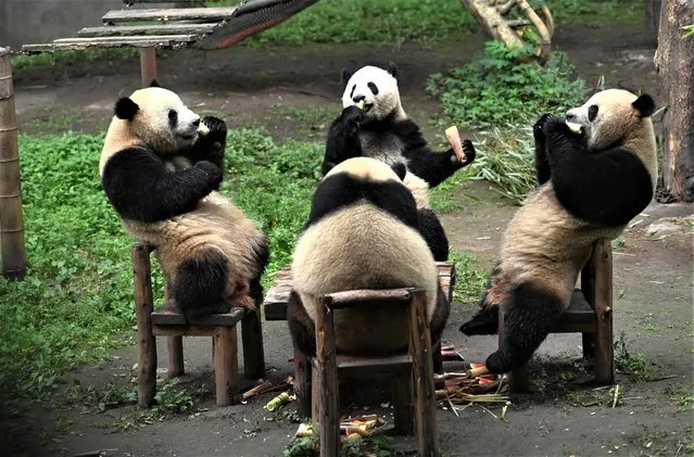 Giant pandas enjoy food around a table at Chongqing Zoo, Chongqing, China on May 21, 2023. (Photo by Rex Features/Shutterstock)