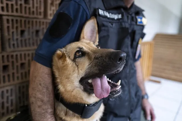 Rambo, a German Shepherd, who was injured in Ukraine's embattled Kharkiv region and was later adopted by the Budapest Police's dog squad is photographed, in Budapest Hungary. June 6, 2023. Rambo is now training with the Budapest Police in neighboring Hungary, and setting an example that dogs and people, can do great things despite their disabilities. Three-year-old Rambo accompanied Ukrainian soldiers on the front line in Ukraine's Kharkiv region when a rocket attack sent shrapnel into his head, blowing away pieces of skull, damaging his jaw and severely mangling his right ear. (Photo by Bela Szandelszky/AP Photo)