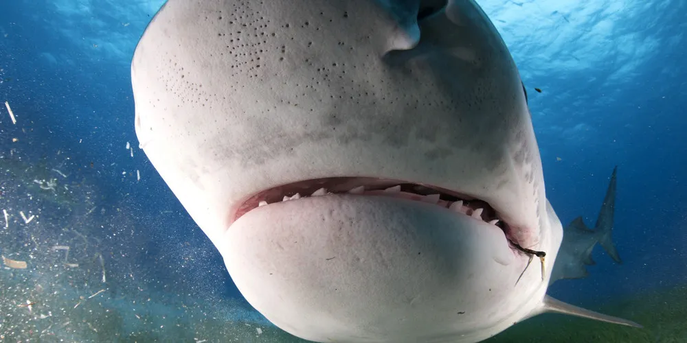 Tiger Shark: Close Up