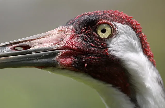 An adult whooping crane, a critically endangered species, is seen in captivity at the Audubon Nature Institute's Species Survival Center in New Orleans, Thursday, June 21, 2018. “Whooping cranes are native to Louisiana. We used to have them here, all over the place, and most people don’t even know what they look like anymore, which is rather sad”, said Heather Holtz, a crane keeper at the center. (Photo by Gerald Herbert/AP Photo)