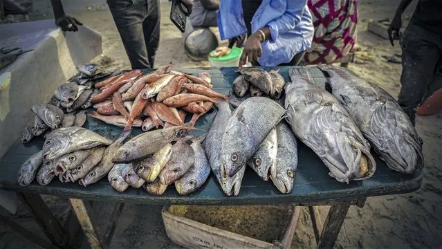 Various species of fish are displayed at the Soumbedioune fish market in Dakar, Senegal, May 31, 2022, including the white grouper. Overfishing like that which has threatened the white grouper is seen across the planet. (Photo by Grace Ekpu/AP Photo)