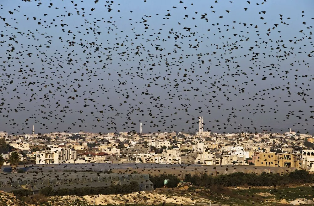 Israel Starling Murmuration