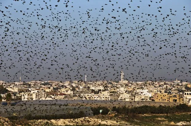 Migrating starlings fly in formation across the sky over the southern Israeli town of Rahat February 2, 2015. (Photo by Nir Elias/Reuters)