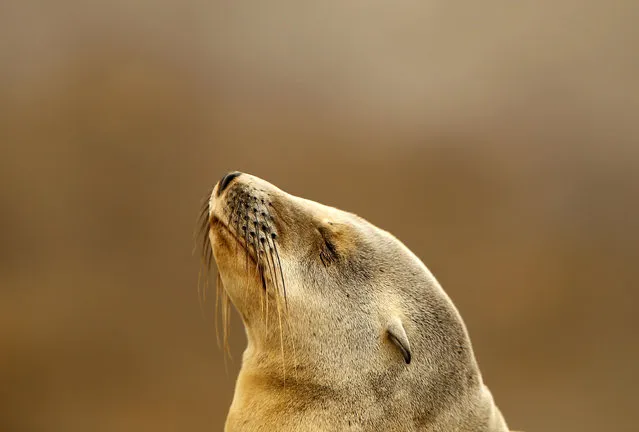 A seal pup rests on a rocky point along the shoreline in La Jolla, California January 20, 2015. (Photo by Mike Blake/Reuters)