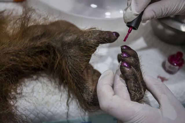 A staff of Sumatran Orangutan Conservation Programme puts nail polish on an sumatran orangutan (Pongo abelii) to distract him after the surgery at Sumatran Orangutan Conservation Programme's rehabilitation center on November 12, 2016 in Kuta Mbelin, North Sumatra, Indonesia. The Orangutans in Indonesia have been known to be on the verge of extinction as a result of deforestation and poaching. Found mostly in South-East Asia, where they live on the islands of Sumatra and Borneo, the endangered species continue to lose their habitat as a result of corporate expansion in a developing economy. Indonesia approved palm oil concessions on nearly 15 million acres of peatlands over the past years and thousands of square miles have been cleared for plantations, including the lowland areas that are the prime habitat for orangutans. (Photo by Ulet Ifansasti/Getty Images)