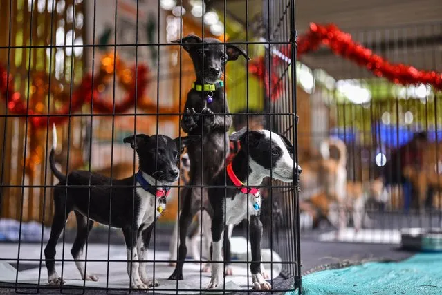 A group of puppies looks out from their cage during a pet adoption drive to spread awareness about the importance of adopting an animal in need, at Kalakshetra grounds, in Chennai, India on July 8, 2023. (Photo by Idrees Mohammed/EPA/EFE)