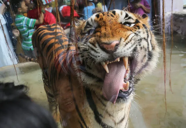 A Bengal tiger licks a glass enclosure as a Filipino child reacts during the “Animal Christmas Party” at the Malabon Zoo in Malabon City, north of Manila, Philippines, December 21, 2015. The Malabon Zoo is one of the largest private collections of exotic and endemic animals in the Philippines. (Photo by Mark R. Cristino/EPA)