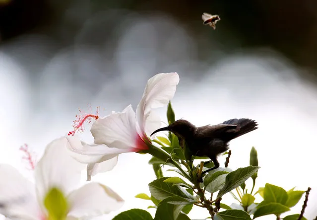 A Palestine sunbird eats the nectar of flowers as a bee flies over at Orange House garden in El-Mansouri village, near Tyre, Lebanon, Lebanon July 29, 2018. (Photo by Jamal Saidi/Reuters)