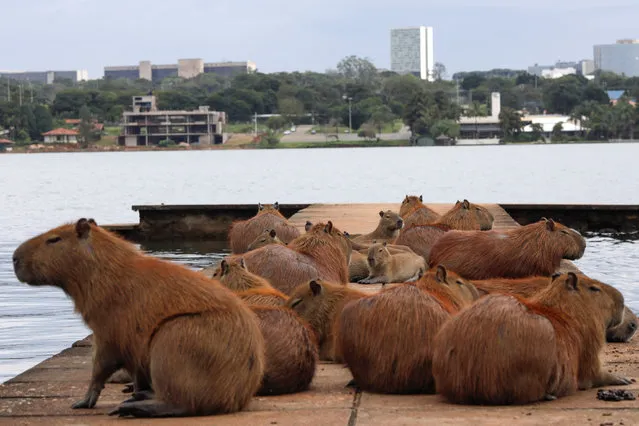 Capybaras are seen at a pier on Paranoa lake, amid the coronavirus disease (COVID-19) outbreak, in Brasilia, Brazil, March 18, 2021. (Photo by Ueslei Marcelino/Reuters)