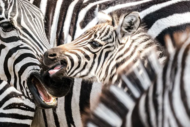 A newborn zebra named Chronos in Safaripark De Beeksebergen in Hilvarenbeek, Netherlands on April 1, 2021. The Grant's zebra was born in the zoo in recent days, together with a Grévy's zebra and a Nubian giraffe. (Photo by Hollandse Hoogte/Rex Features/Shutterstock)