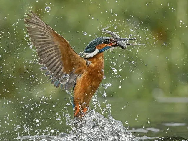 A kingfisher caught its dinner in a stream in Yeadon, near Leeds, United Kingdom early August 2023. (Photo by Jamie MacArthur/Animal News Agency)