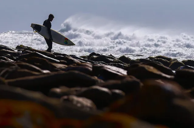 A surfer heads out to sea in Kommetjie, Cape Town, South Africa 09 January 2016. Cape surfers found relief from a nationwide heat wave in the 18 degree celsius of the Atlantic ocean along the Cape south peninsula. (Photo by Nic Bothma/EPA)