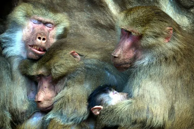 Hamadryas baboon family with young male at Liberec Zoo in the Czech Republic on April 28, 2021. The hamadryas baboon was a sacred animal to the ancient Egyptians and appears in various roles in ancient Egyptian religion, hence its alternative name of “sacred baboon”. (Photo by Slavek Ruta/Rex Features/Shutterstock)
