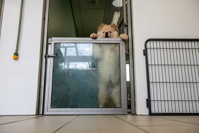 An illegally imported chow chow puppy in a kennel at a Dogs Trust rehoming facility on May 6, 2021 in an unspecified location in the United Kingdom. Dogs Trust have seen a marked increase by 66% of illegally imported puppies during the coronavirus pandemic as demands and street values have risen dramatically. Many of the dogs are imported from Eastern European countries, taken from their parents too young and enduring long and cruel journeys entering the U.K. under the current legal age of 15 weeks. Dogs Trust are calling on the U.K. government to raise the age of imported puppies to 6 months to make them less desirable and to also see tougher penalties for smugglers as currently only a handful of cases have lead to prosecution with minor penalties. (Photo by Chris J. Ratcliffe/Getty Images)