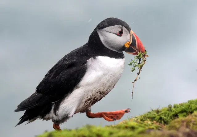 An Atlantic Puffin is seen in the rain on Skomer Island, off the coast of Pembrokeshire, Wales, Britain, May 24, 2021. (Photo by Rebecca Naden/Reuters)