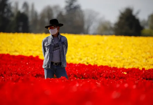 A visitor observes a field of red tulips at RoozenGaarde during the Skagit Valley Tulip Festival, which was canceled last year due to the coronavirus disease (COVID-19) outbreak, in Mount Vernon, Washington, U.S., April 21, 2021. (Photo by Lindsey Wasson/Reuters)