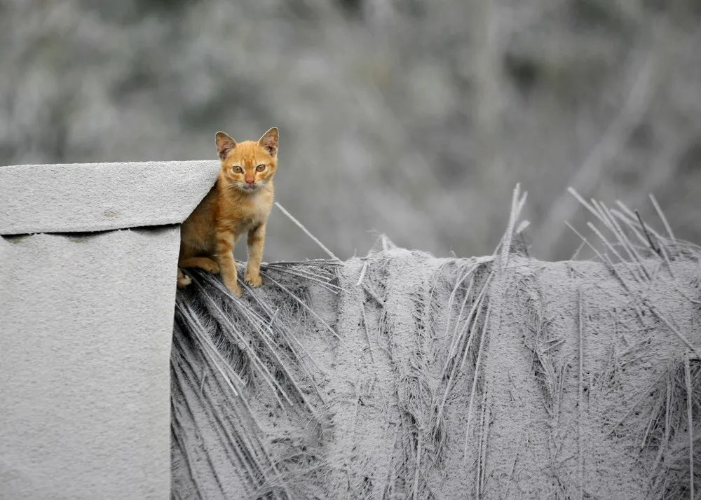 The Week in Pictures: Animals, November 2 – November 8, 2013