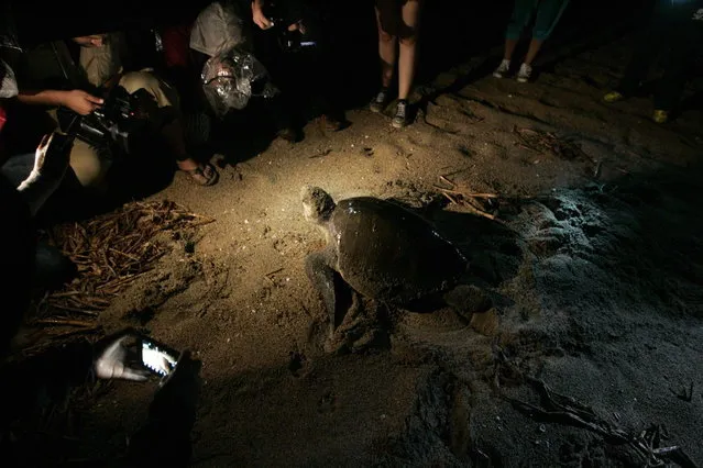 Cameramen and volunteers surround an Olive Ridley turtle (Lepidochelys olivacea) as she lays eggs on a beach in Tomatlan November 15, 2013. (Photo by Alejandro Acosta/Reuters)