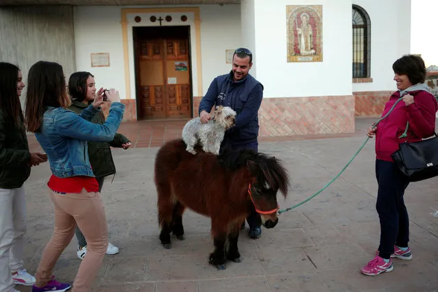 A man places his dog, Kimbo, on a pony, Rumbera, after a priest blessed them, outside San Anton Church in the neighborhood of Churriana, in Malaga, Spain January 17, 2017. (Photo by Jon Nazca/Reuters)